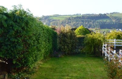 overgrown neighbours tree