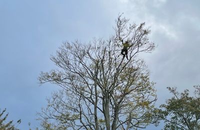 regular tree pruning