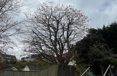 neighbourly tree disputes