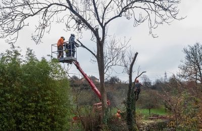 dangerous tree signs
