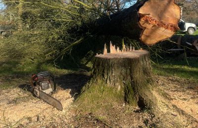 tree root damage