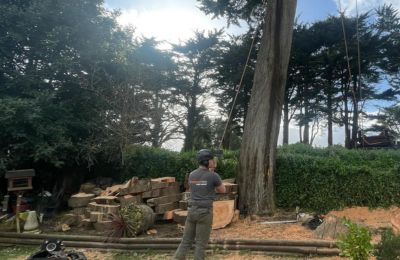 tree root damage