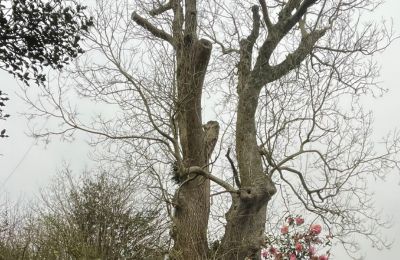 winter tree maintenance