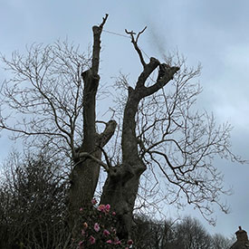 ash-dieback project