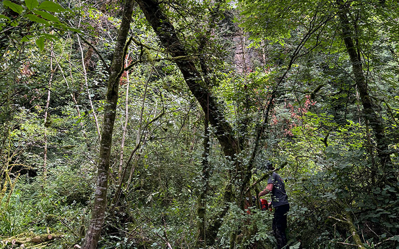 ash-tree-felling-1