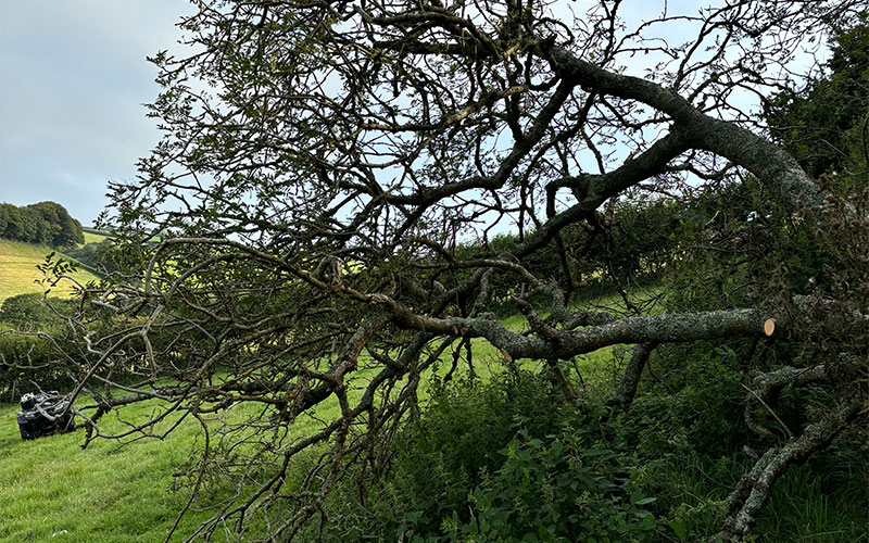 ash-tree-felling-2