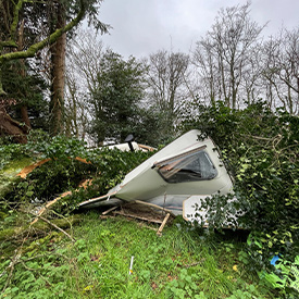 beech-tree-removal