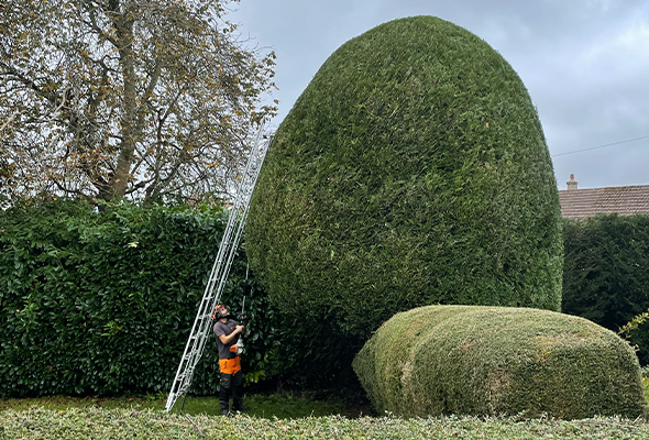 hedge-1