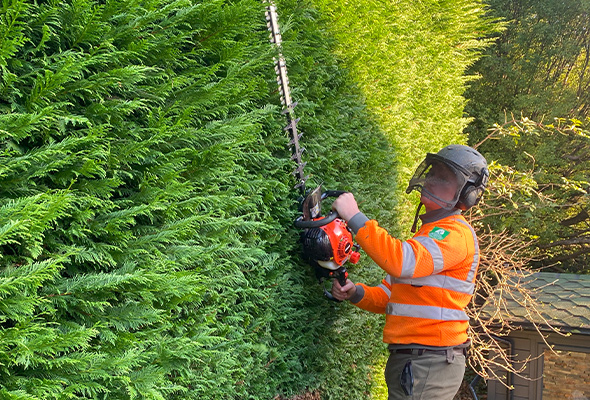 hedge-2