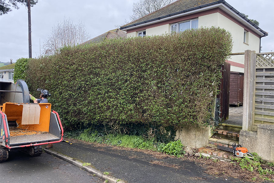 hedge-removal-2