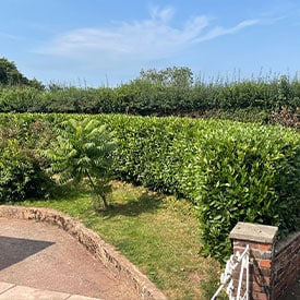 hedge replacement project