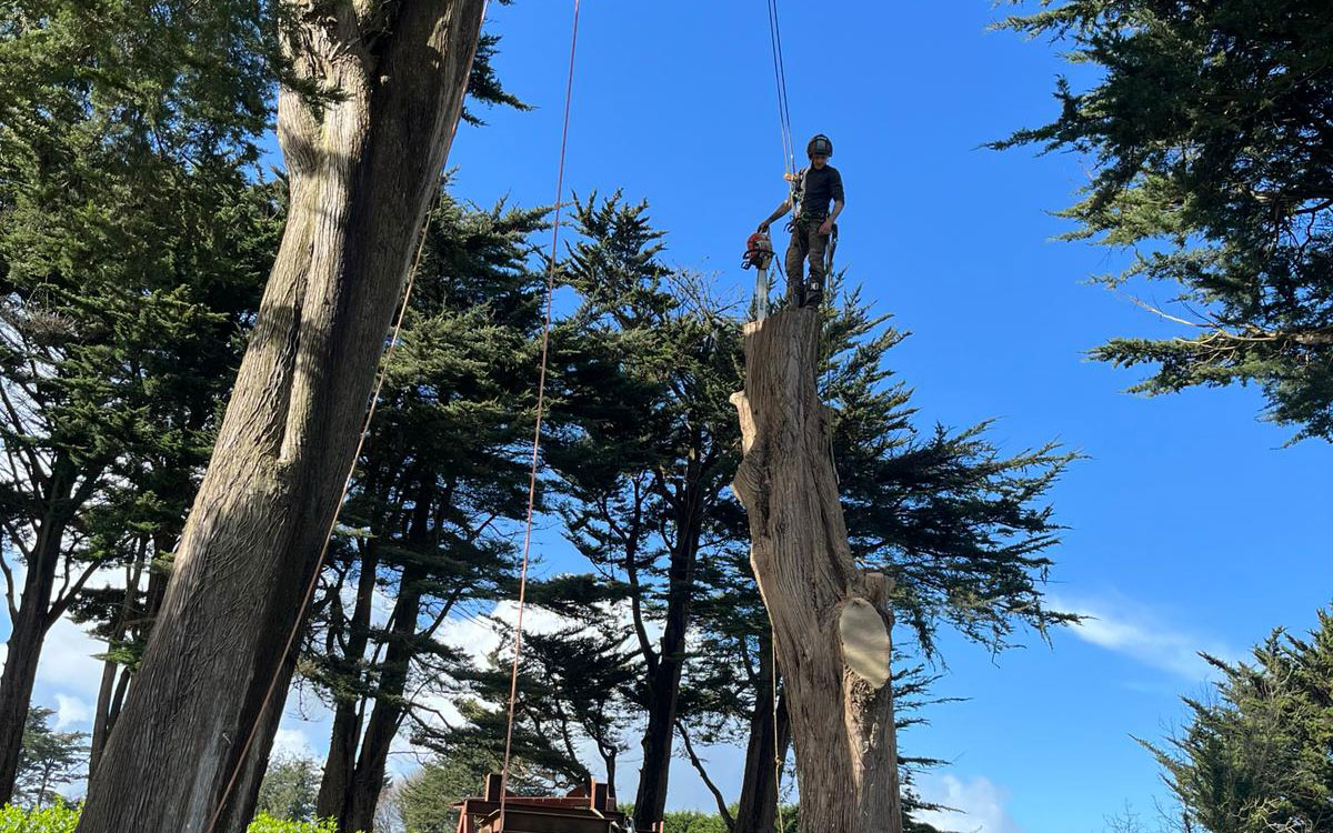 tree-surgery-projects-kneebone-trees-devon-tree-surgeon