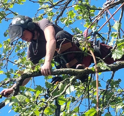 tree surgeons