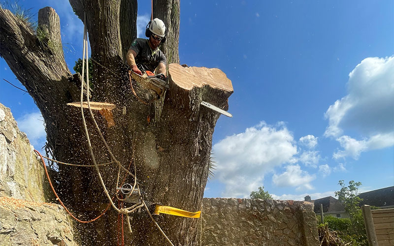 tree-felling-1