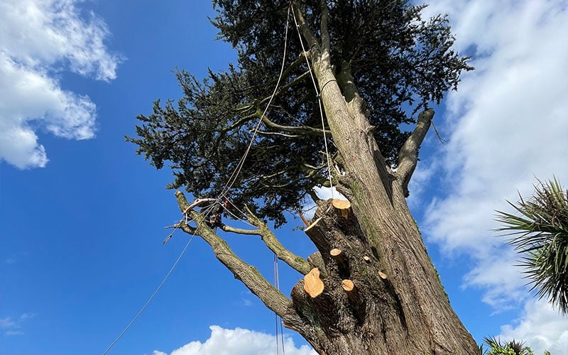 tree-felling-2