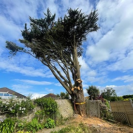 tree-felling-paignton project