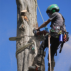 Monterey Cypress trees-felling