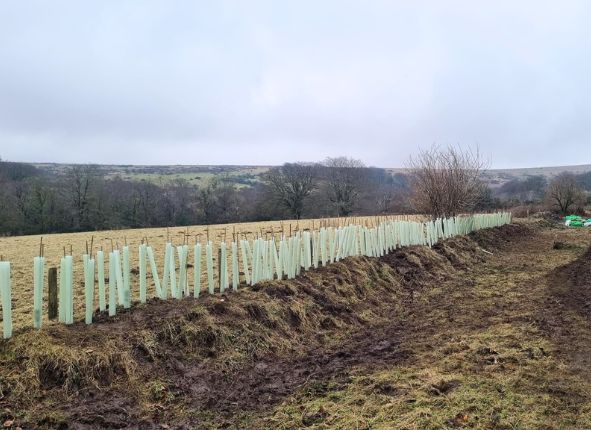 tree planting