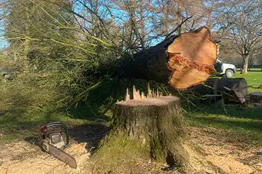tree removal