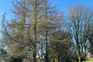 tree surveys